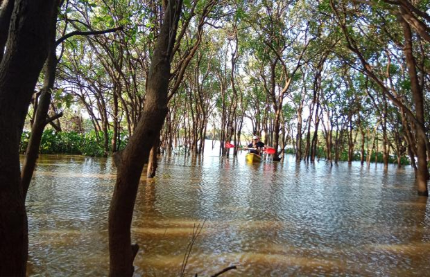 Kayaking forest